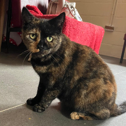 Sponsor Cat - Eliza
